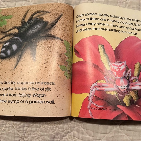 Spiders - Picture 8 of 11